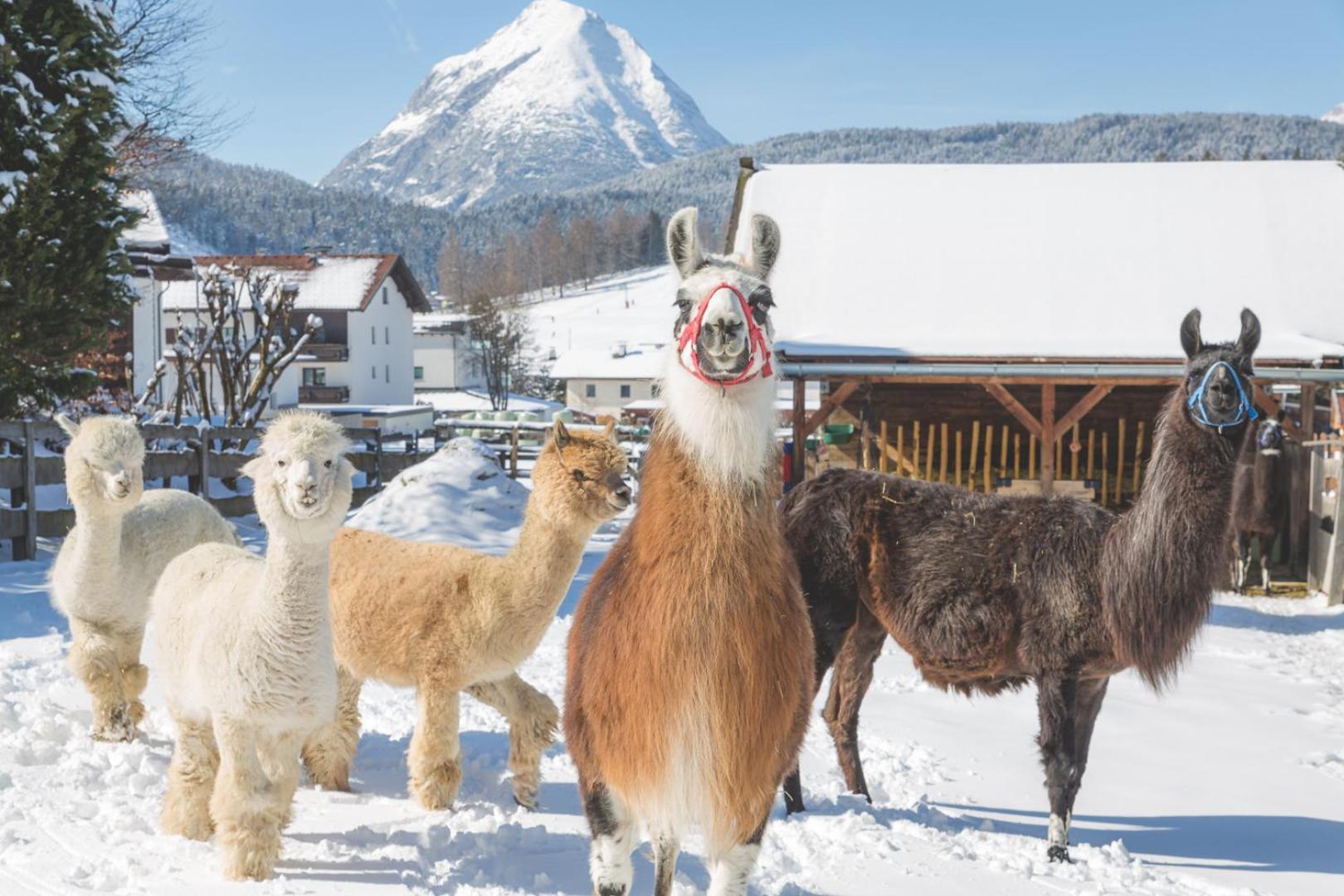 Flat Seefeld no Tirol Exterior foto